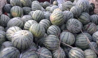 吃瓜不分大小,大小皆可，欢乐无限  第3张