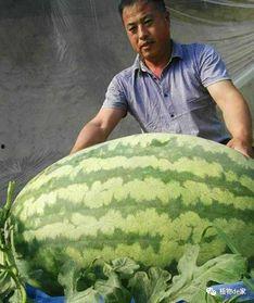 超大生瓜怎么吃,超大生瓜的多样食用攻略  第2张