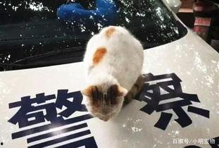房东的猫吃瓜  第2张