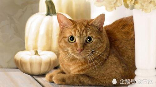 猫可以吃毛瓜,毛瓜成为猫咪新宠  第3张