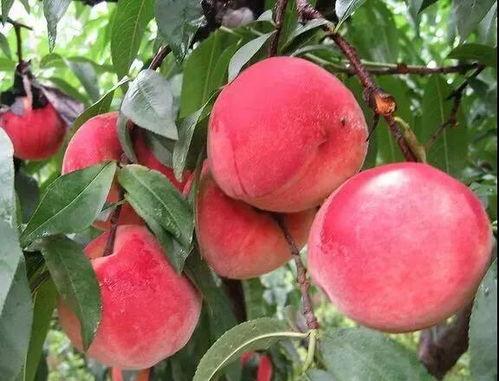 甜桃吃瓜小说,甜桃与瓜子的浪漫邂逅  第3张