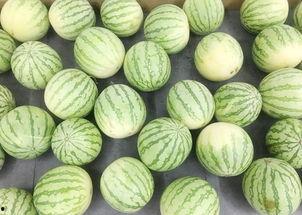 清静吃瓜,品味宁静中的生活乐趣  第2张