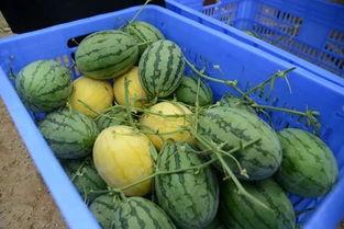 七七吃瓜群,揭秘娱乐圈幕后故事  第2张