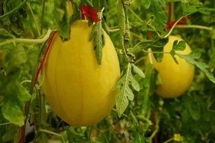 七七吃瓜群,揭秘娱乐圈幕后故事  第3张