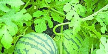 武汉吃瓜视频,揭秘街头美食背后的故事  第3张