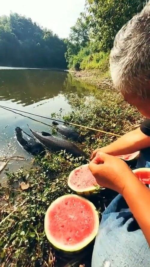 河边座椅吃瓜,夏日吃瓜好去处  第2张
