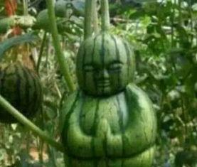 在线吃瓜网友,吃瓜群众揭秘娱乐圈幕后真相  第3张