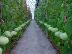 吃瓜群聚集,揭秘网络社交的“瓜田”现象  第3张