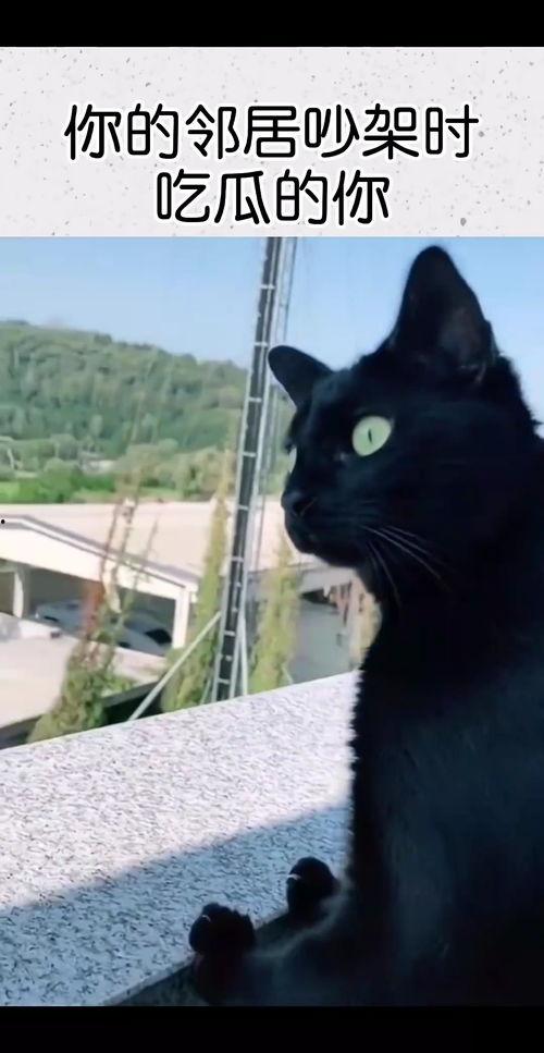 小猫吃瓜吵架视频,小猫吃瓜视频引发网友热议  第2张