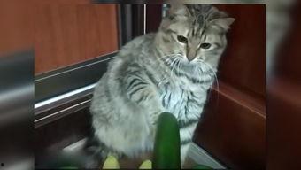 小猫吃瓜吵架视频,小猫吃瓜视频引发网友热议  第3张