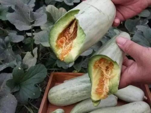 怀孕38周梦见摘瓜吃瓜,38周孕妈的摘瓜吃瓜奇遇  第2张