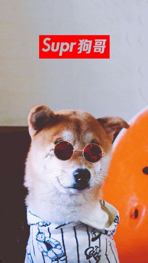 吃瓜二狗子是谁