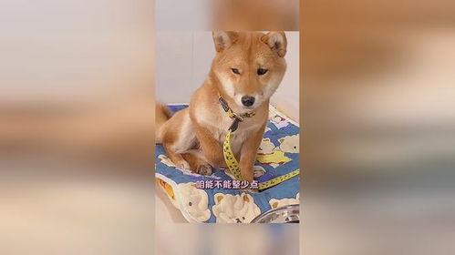 吃瓜二狗子是谁  第2张