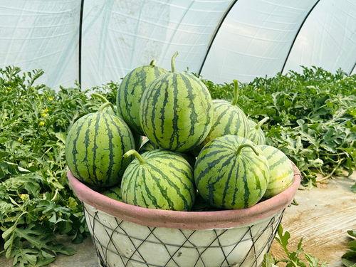 谁吃瓜吃得最快,揭秘谁吃瓜吃得最快  第2张