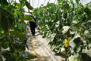 吃瓜树视频,网络热传视频背后的惊人真相  第2张