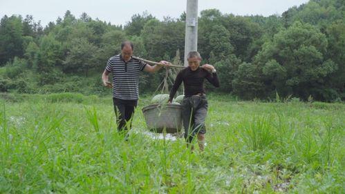临山吃瓜事件,一场引发社会热议的“瓜农维权”风波  第3张