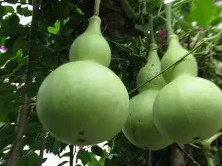 没熟的瓜怎么吃,如何巧妙享用未熟瓜果的清新滋味