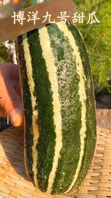 没熟的瓜怎么吃,如何巧妙享用未熟瓜果的清新滋味  第2张