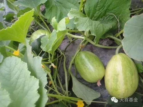 没熟的瓜怎么吃,如何巧妙享用未熟瓜果的清新滋味  第3张