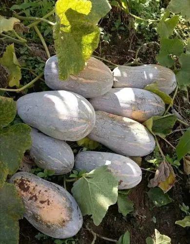 云南可以吃的瓜,探寻云南特色瓜类美食之旅