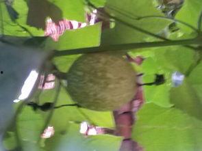 搂瓜吃瓜,揭秘“搂瓜吃瓜”的独特魅力  第2张