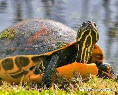 火焰龟吃瓜吗,揭秘它们对瓜果的喜爱之谜  第3张