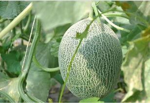 一岁吃哈密瓜吗,一岁宝宝适宜吃哈密瓜吗？营养解析与食用建议