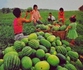 吴川吃瓜事件  第3张