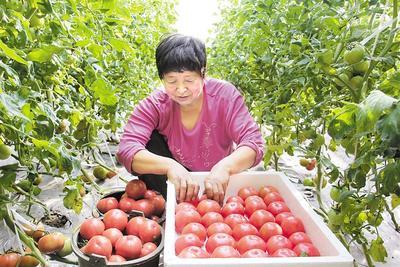 顺平县吃瓜,瓜果飘香，品味田园生活  第2张