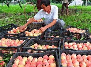 顺平县吃瓜,瓜果飘香，品味田园生活  第3张