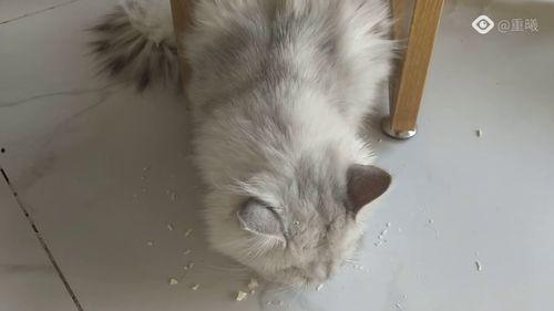 吃瓜猫咖,揭秘猫咪美食界的独特魅力