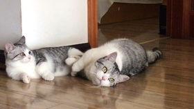 吃瓜猫咖,揭秘猫咪美食界的独特魅力  第2张