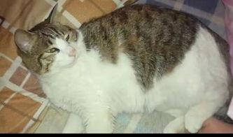 吃瓜猫咖,揭秘猫咪美食界的独特魅力  第3张