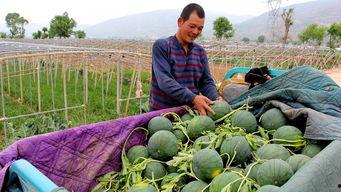 水坪镇吃瓜,夏日炎炎，吃瓜群众欢乐多  第2张