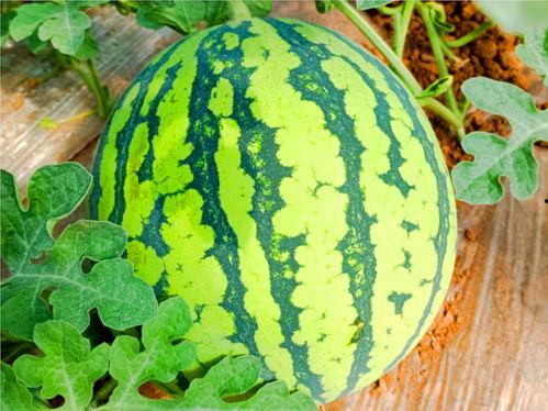 水坪镇吃瓜,夏日炎炎，吃瓜群众欢乐多  第3张