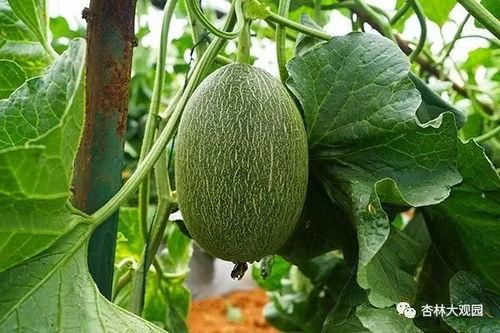 什么被称为吃瓜之王,揭秘网络红人背后的故事与影响力  第2张