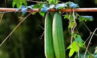 三伏吃三瓜指的是哪三瓜,揭秘“三瓜”的神奇功效，清凉一夏健康度伏  第3张