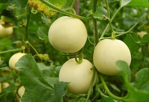 今日吃瓜大瓜每日  第2张