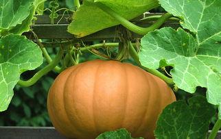 吃瓜产地在哪,探寻各地特色吃瓜产地之旅  第2张