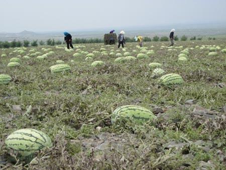 吃瓜来宁夏中卫  第2张