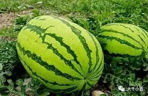 吃瓜来宁夏中卫  第3张