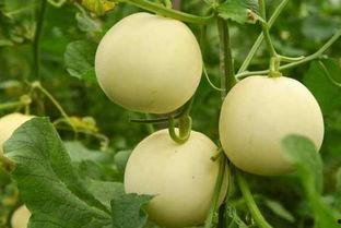 吃瓜的莫莫  第3张