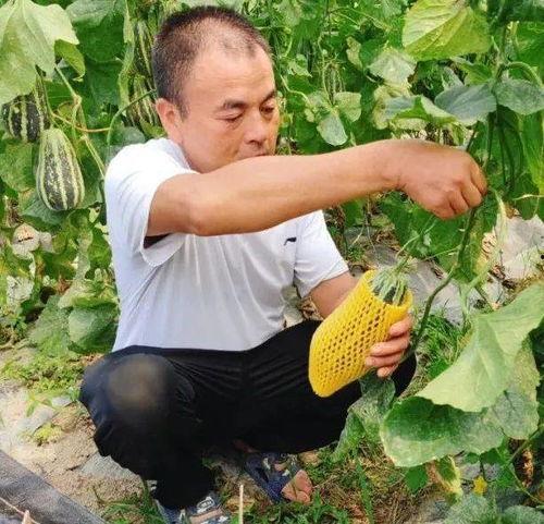 树顶下吃瓜,夏日休闲时光的美好记忆  第2张