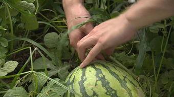 树顶下吃瓜,夏日休闲时光的美好记忆  第3张