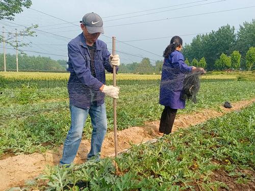 亳州谯城区吃瓜,瓜果飘香，品味古韵新食光  第3张