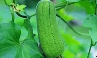 吃荒瓜的好处,揭秘吃荒瓜的五大益处  第2张