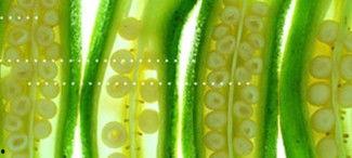 软软吃瓜系统,揭秘网络舆论场中的趣味与真相