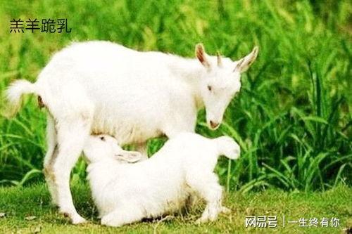 吃瓜小羊公仔,萌趣可爱，治愈你的日常疲惫  第2张