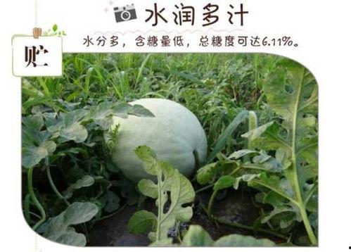 可以吃的水果白瓜