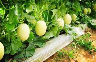 可以吃的水果白瓜  第3张